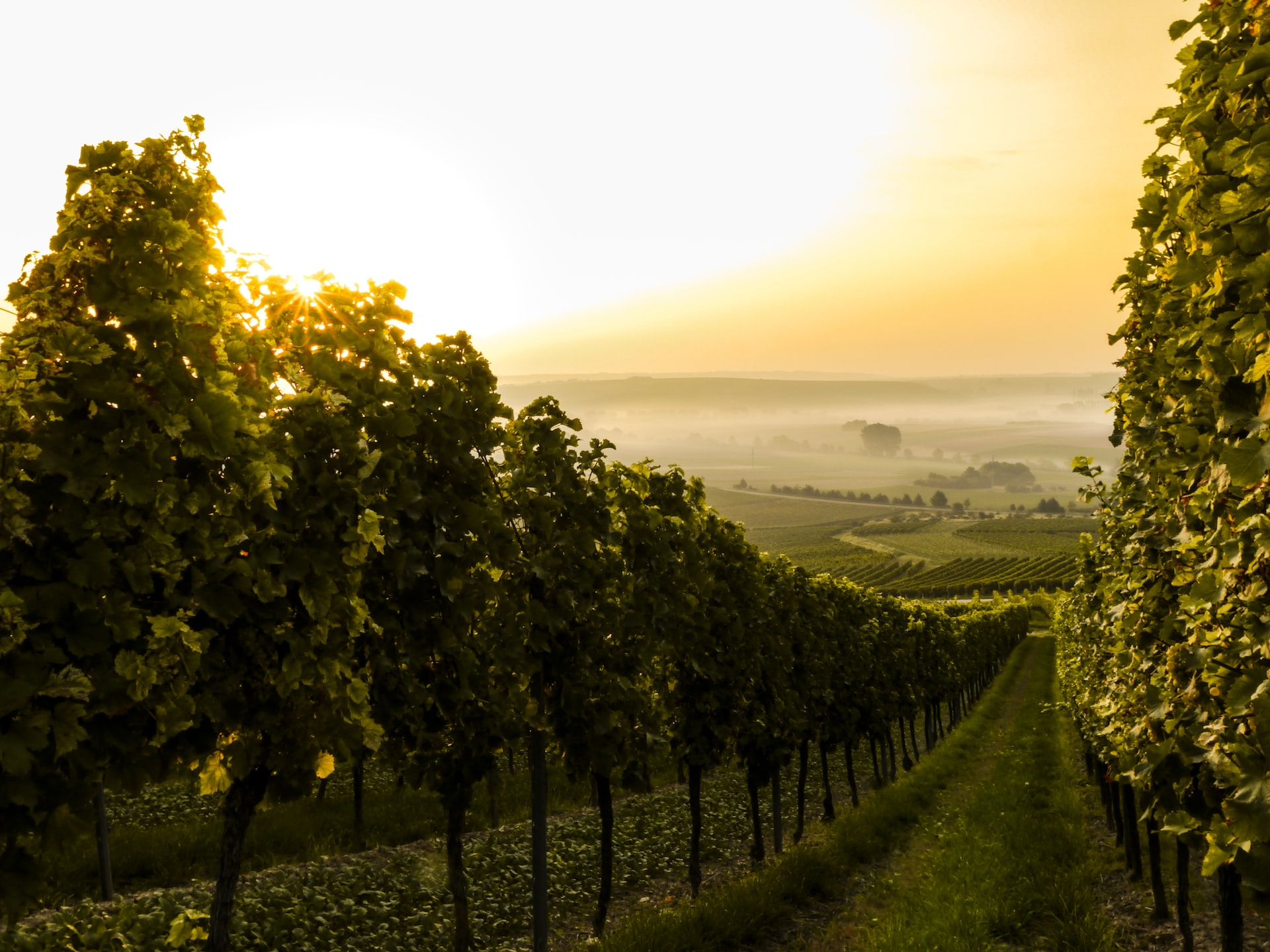 Cavazza - AOC Veneto - Vino - Spumante - Prosecco - Durello